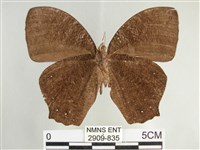 森林暮眼蝶、黑樹蔭蝶藏品圖，第2張