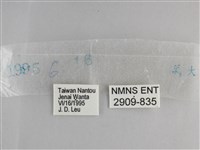 森林暮眼蝶、黑樹蔭蝶藏品圖，第3張