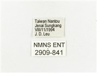 白斑蔭眼蝶藏品圖，第3張