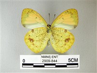 異粉蝶、雌白黃蝶藏品圖，第2張