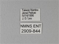 異粉蝶、雌白黃蝶藏品圖，第3張