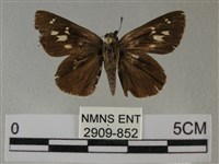 黑星弄蝶藏品圖，第1張