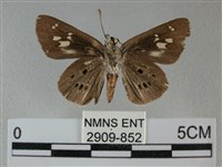 黑星弄蝶藏品圖，第2張