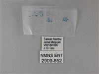 黑星弄蝶藏品圖，第3張