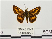 墨子黃斑弄蝶藏品圖，第1張