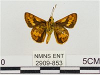 墨子黃斑弄蝶藏品圖，第2張