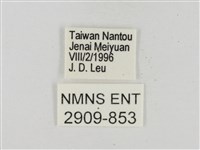 墨子黃斑弄蝶藏品圖，第3張