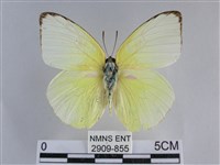 遷粉蝶、淡黃蝶藏品圖，第1張