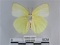 遷粉蝶、淡黃蝶藏品圖，第2張