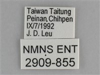 遷粉蝶、淡黃蝶藏品圖，第3張