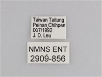 樺斑蝶藏品圖，第3張