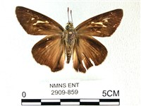 長翅弄蝶藏品圖，第1張