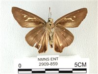 長翅弄蝶藏品圖，第2張