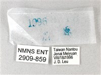 長翅弄蝶藏品圖，第3張