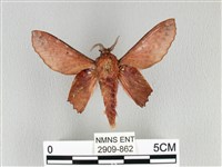 臺灣枯葉蛾藏品圖，第1張