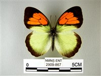 異粉蝶、雌白黃蝶藏品圖，第1張