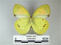 異粉蝶、雌白黃蝶藏品圖，第2張