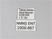 異粉蝶、雌白黃蝶藏品圖，第3張