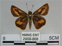 竹橙斑弄蝶藏品圖，第1張