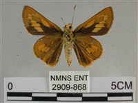 竹橙斑弄蝶藏品圖，第2張