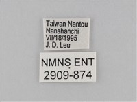 密紋波眼蝶藏品圖，第3張