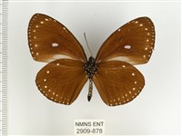 小紫斑蝶藏品圖，第2張