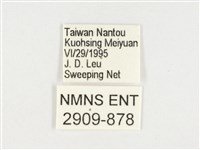 小紫斑蝶藏品圖，第3張