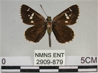 白斑弄蝶藏品圖，第1張