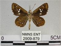 白斑弄蝶藏品圖，第2張