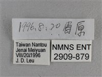 白斑弄蝶藏品圖，第3張