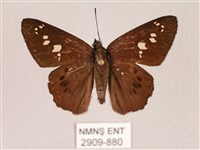 臺灣瑟弄蝶藏品圖，第1張