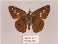 臺灣瑟弄蝶藏品圖，第2張