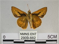 竹橙斑弄蝶藏品圖，第2張