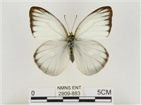 淡褐脈粉蝶藏品圖，第1張