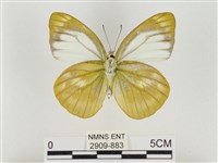 淡褐脈粉蝶藏品圖，第2張