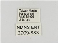 淡褐脈粉蝶藏品圖，第3張