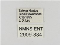 墨子黃斑弄蝶藏品圖，第3張