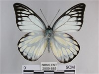 鋸粉蝶藏品圖，第1張