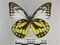 鋸粉蝶藏品圖，第2張