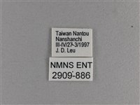 小雙尾蛺蝶藏品圖，第3張