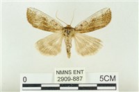 臺洒波紋蛾藏品圖，第1張