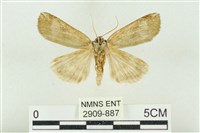 臺洒波紋蛾藏品圖，第2張