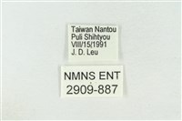 臺洒波紋蛾藏品圖，第3張