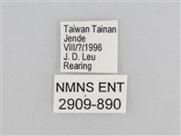 樺斑蝶藏品圖，第3張
