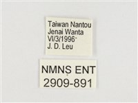 傲白蛺蝶藏品圖，第3張
