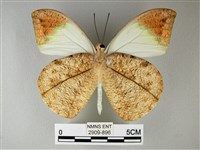橙端粉蝶、端紅蝶藏品圖，第2張