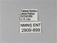 異粉蝶、雌白黃蝶藏品圖，第3張