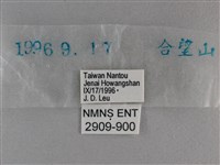 曲紋黛眼蝶藏品圖，第3張