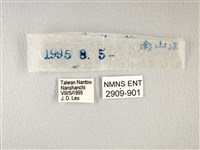 橙翅傘弄蝶藏品圖，第3張