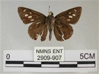 黑星弄蝶藏品圖，第1張